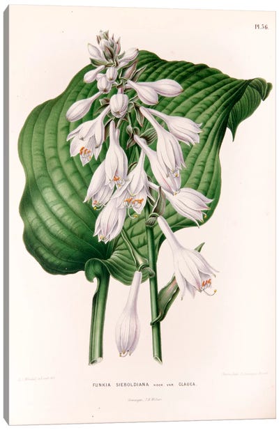Funkia Sieboldiana (Plantain Lily) Canvas Art Print - Home Staging Living Room