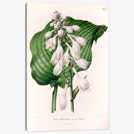 Funkia Sieboldiana (Plantain Lily) Canvas Print #AJW10} by Abraham Jacobus Wendel Art Print