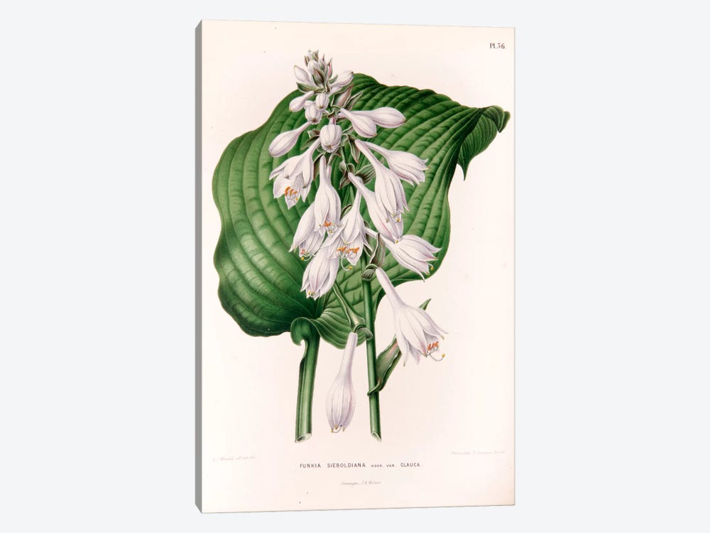 Funkia Sieboldiana (Plantain Lily) by Abraham Jacobus Wendel 1-piece Canvas Wall Art