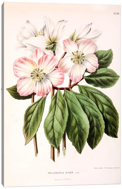 Helleborus Niger (Christmas Rose) Canvas Art Print - Holiday Décor