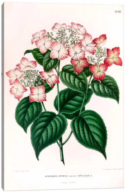 Hydrangea Japonica Canvas Art Print