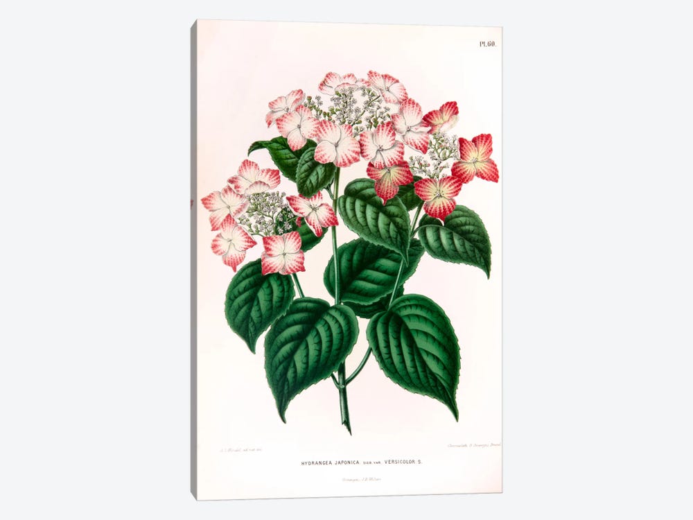 Hydrangea Japonica by Abraham Jacobus Wendel 1-piece Canvas Wall Art