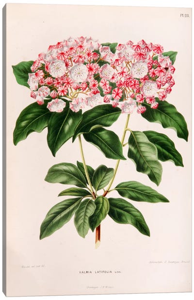 Kalmia Latifolia (Mountain Laurel) Canvas Art Print - Botanical Illustrations
