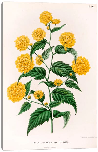 Kerria Japonica (Pleniflora) Canvas Art Print - Botanical Illustrations