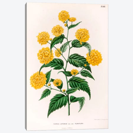 Kerria Japonica (Pleniflora) Canvas Print #AJW14} by Abraham Jacobus Wendel Canvas Artwork