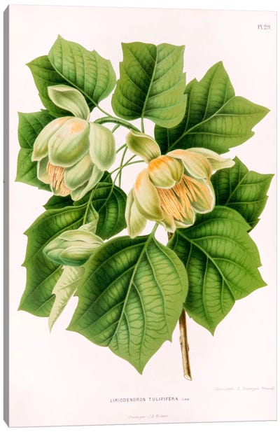 Liriodedron Tulipifera (Tulip Tree) Canvas Art Print - Botanical Illustrations
