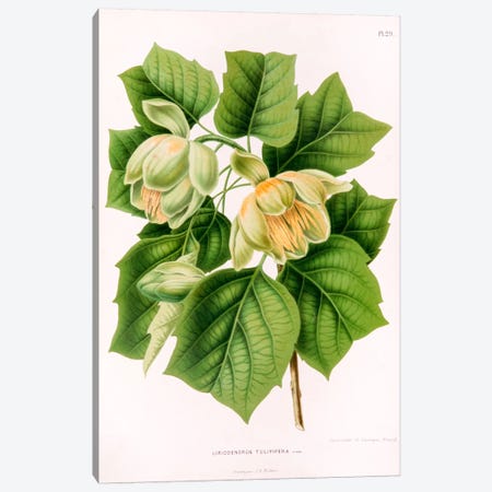 Liriodedron Tulipifera (Tulip Tree) Canvas Print #AJW15} by Abraham Jacobus Wendel Canvas Art