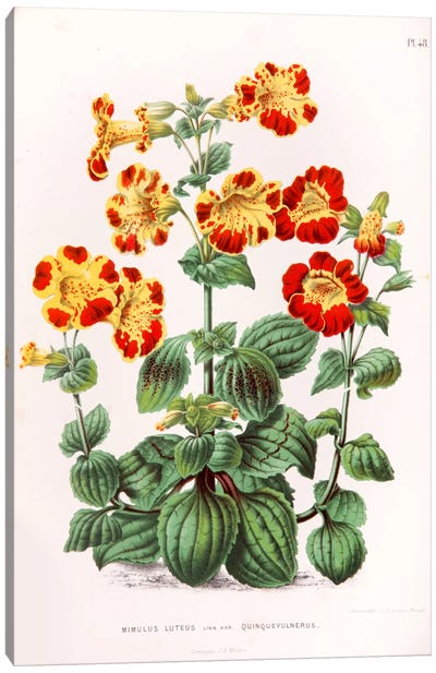 Mimulus Luteus (Monkey Musk) Canvas Art Print - Home Staging Living Room