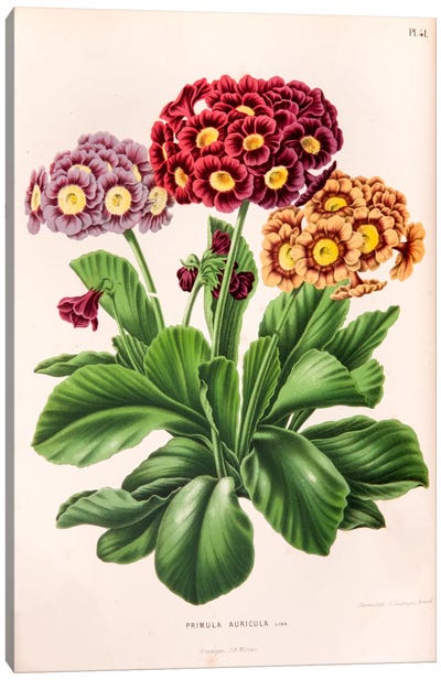 Primula Auricula (Bear's Ear) Canvas Art Print - Home Staging Dining Room