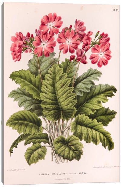 Primula Cortusoides (Cortusa Primrose) Canvas Art Print - Home Staging