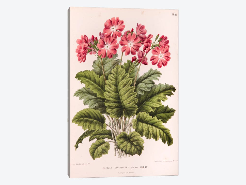 Primula Cortusoides (Cortusa Primrose) by Abraham Jacobus Wendel 1-piece Canvas Print