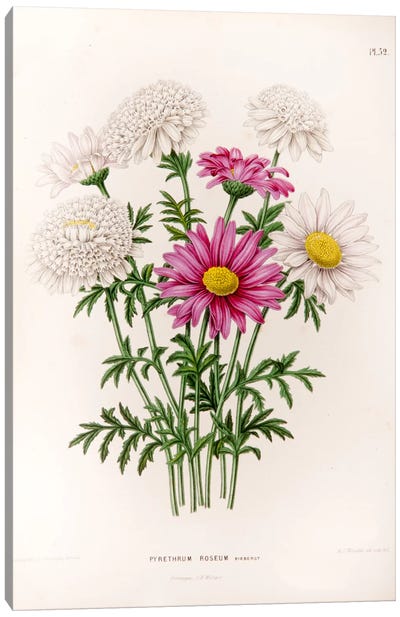 Pyrethrum Roseum (Painted Daisy) Canvas Art Print - Home Staging Living Room