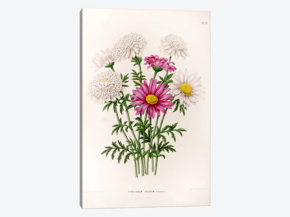 Pyrethrum Roseum (Painted Daisy) by Abraham Jacobus Wendel 1-piece Canvas Art Print