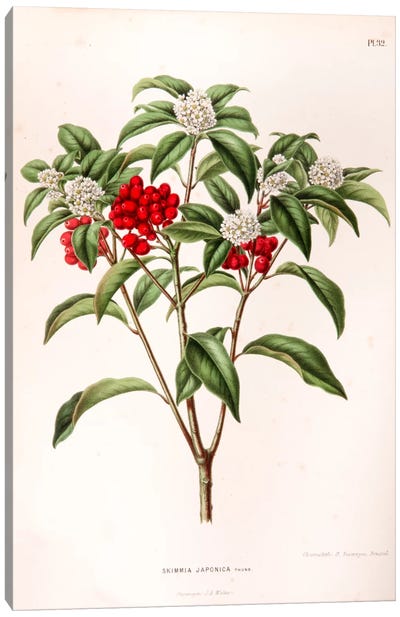 Skimmia Japonica Canvas Art Print - Home Staging Dining Room
