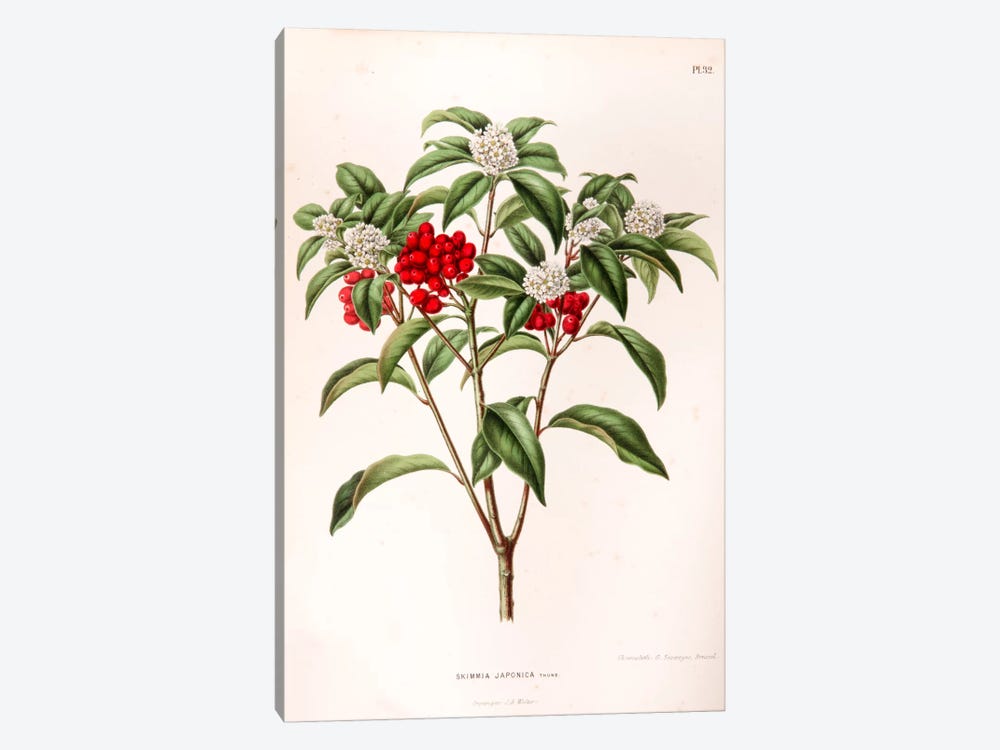 Skimmia Japonica by Abraham Jacobus Wendel 1-piece Canvas Art