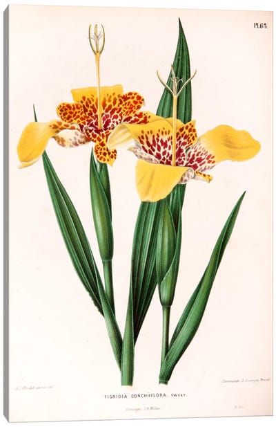 Tigridia Conchiiflora (Tiger Flower) Canvas Art Print - New York Botanical Garden