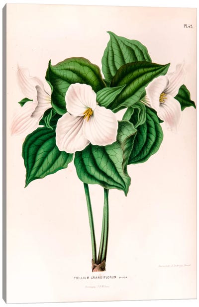 Trillium Grandiflorum (Great White Trillium) Canvas Art Print - Botanical Illustrations