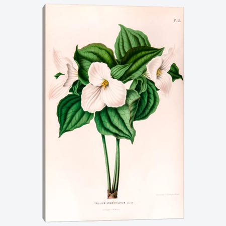 Trillium Grandiflorum (Great White Trillium) Canvas Print #AJW23} by Abraham Jacobus Wendel Canvas Art