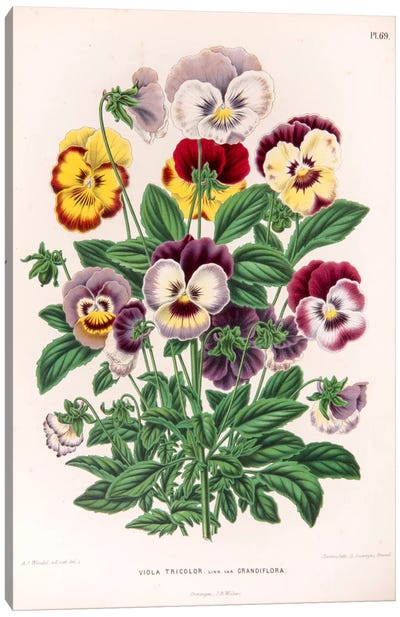 Viola Tricolor (Love-In-Idleness) Canvas Art Print - Violet Art