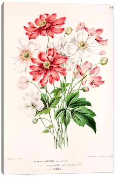 Anemone Japonica Canvas Art Print - Botanical Illustrations