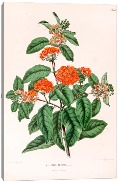 Asclepias Tuberosa (Butterfly Weed) Canvas Art Print - Botanical Illustrations