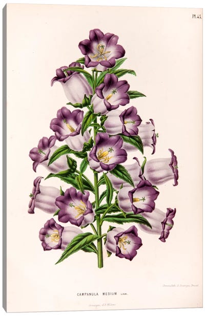 Campanula Medium (Canterbury Bells) Canvas Art Print - Botanical Illustrations