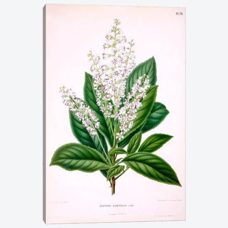Clethra Alnifolia (Coastal Sweetpepperbush) Canvas Print #AJW6} by Abraham Jacobus Wendel Canvas Art Print