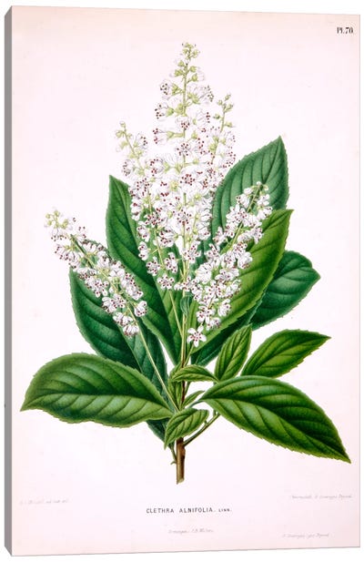 Clethra Alnifolia (Coastal Sweetpepperbush) Canvas Art Print