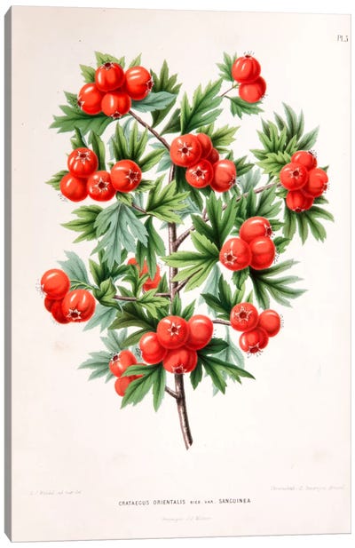 Crataegus Orientalis (Oriental Hawthorn) Canvas Art Print - Botanical Illustrations