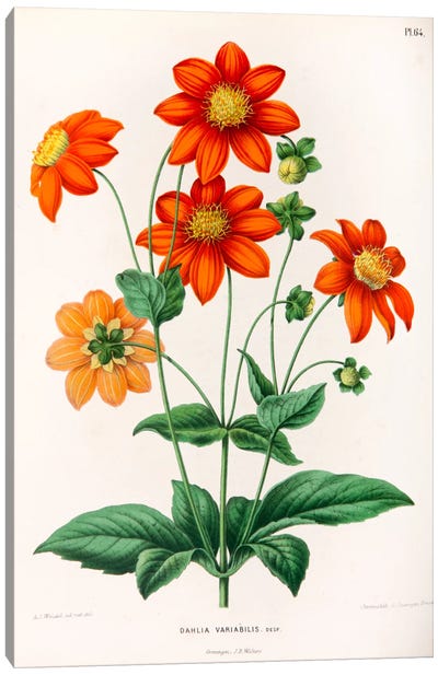 Dahlia Variabilis Canvas Art Print - Botanical Illustrations