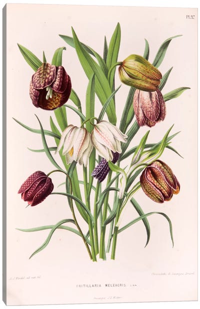 Fritillaria Meleagris (Snake's Head Fritillary) Canvas Art Print - Home Staging Living Room