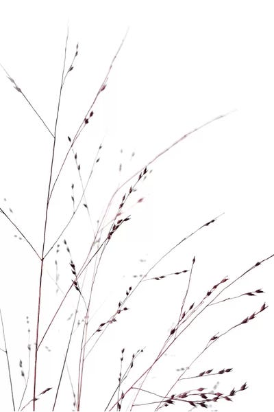 Grasses by Amy & Kurt Berlin canvas print