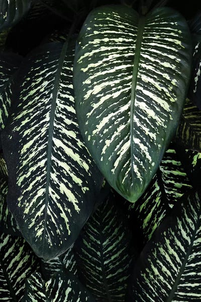 Jungles: Jungle I by Amy & Kurt Berlin