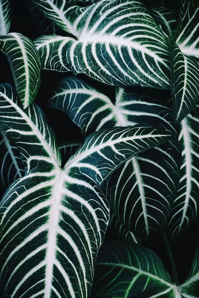 Jungles: Jungle II by Amy & Kurt Berlin