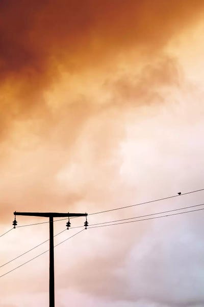 Birdy by Amy & Kurt Berlin canvas print