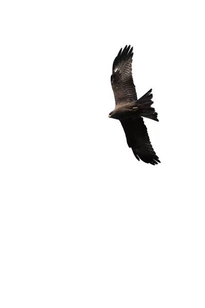 Buzzard by Amy & Kurt Berlin art print