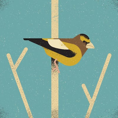 Evening Grosbeak by Amer Karic metal wall art