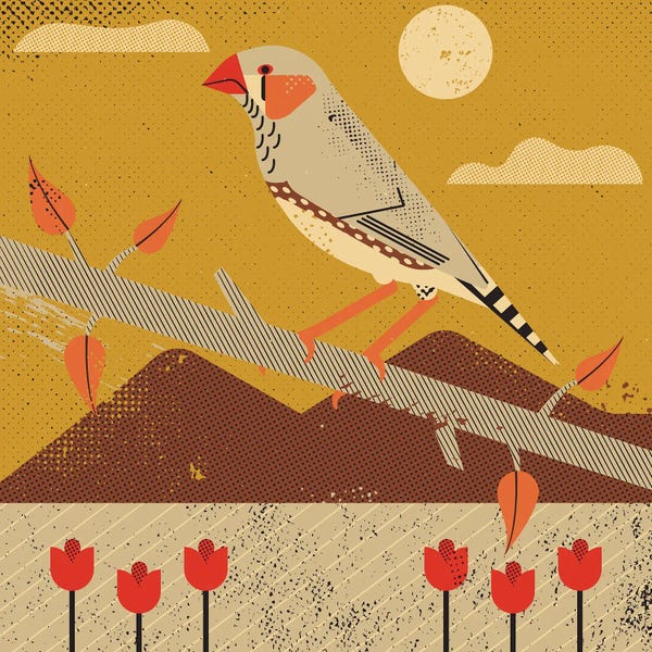 Mid-Century Modern Animals: Zebra Finch by Amer Karic