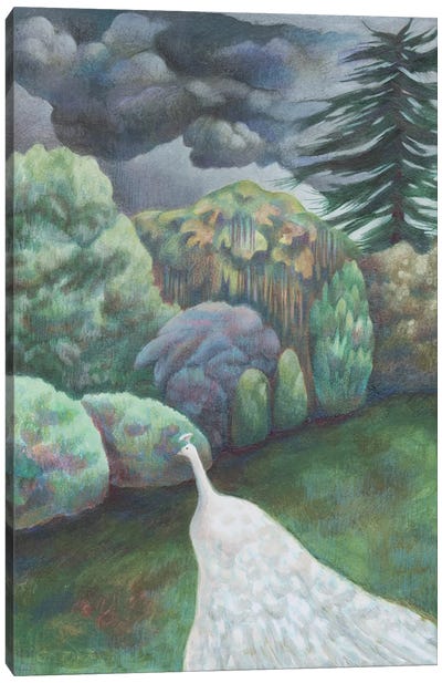 White Peacock Canvas Art Print - Antoinette Kelly