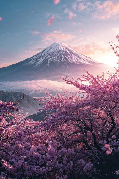 Mt.Fuji: Mount Fuji Sakura Spring by Nikita Abakumov