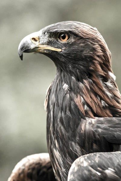The Eagle