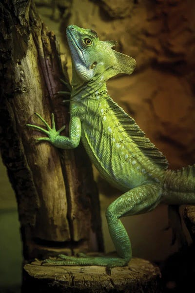 Lizards: Chameleon Lizard by Nikita Abakumov