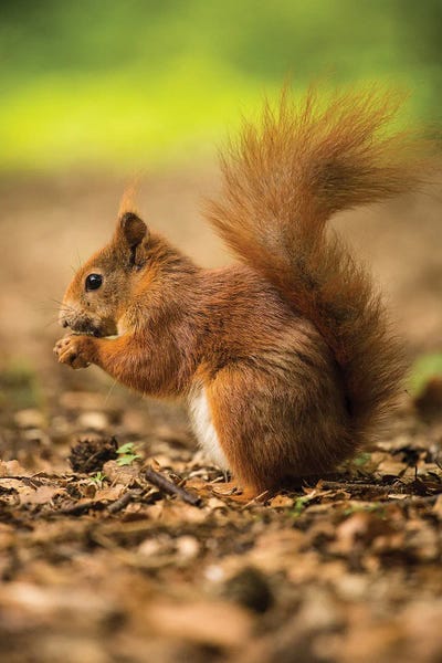 Squirrel