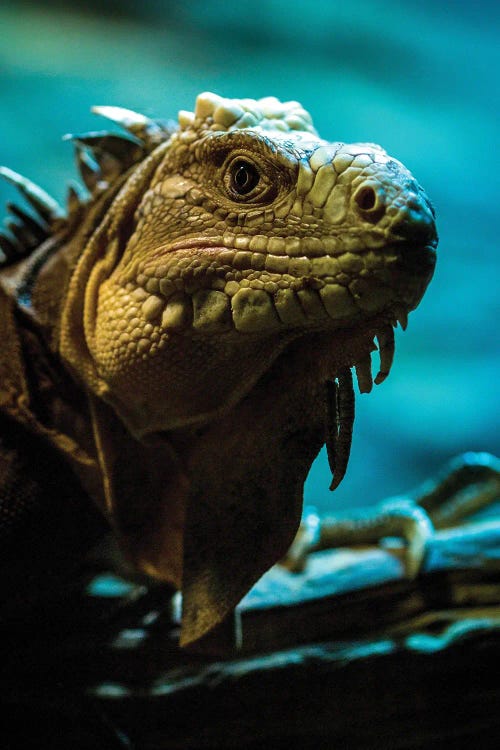 Iguana Lizard Dragon by Nikita Abakumov wall art