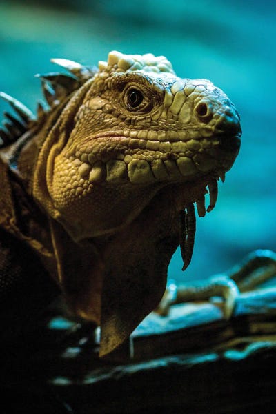 Lizards: Iguana Lizard Dragon by Nikita Abakumov