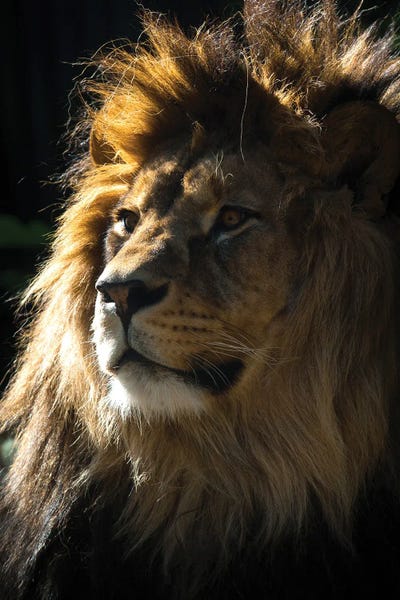 Lions: Wild Lion by Nikita Abakumov