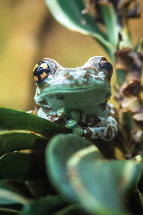 Green Frog by Nikita Abakumov wall art