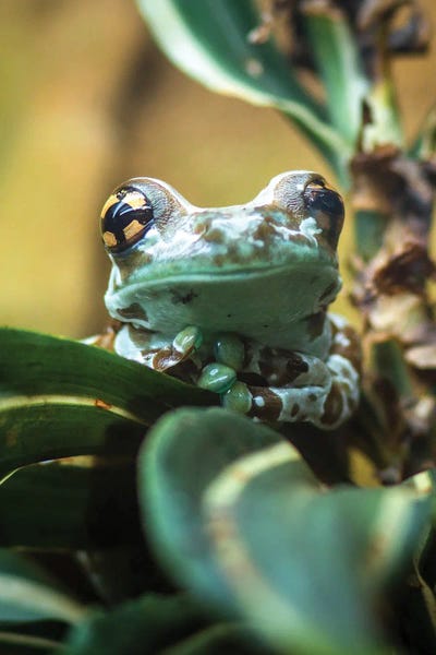 Frogs: Green Frog by Nikita Abakumov