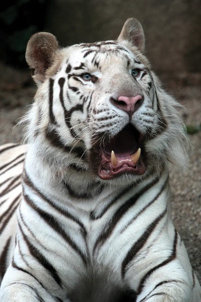 White Tiger I