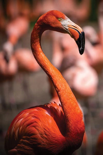 Flamingos: Pink Flamingo by Nikita Abakumov